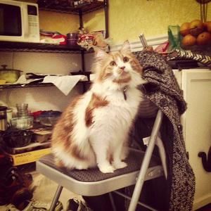 Meet your Posher, Kimmy